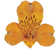 گل آلسترومریا فایرنز
